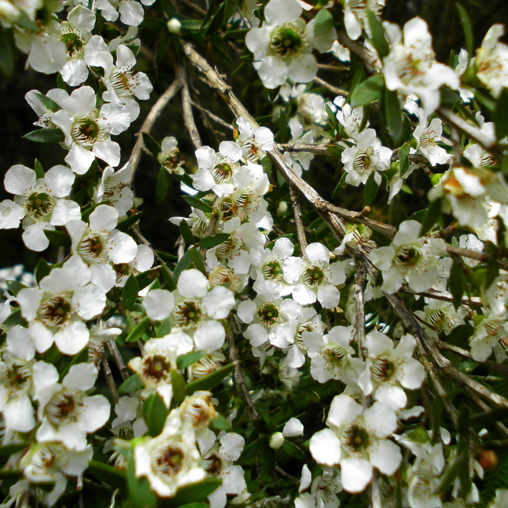 SECRETLY HOPING FOR NATURAL MEDICINE FROM YOUR GP?